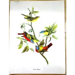 Audubon Birds of America Painted Bunting Original Print Vtg 1950 Peterson 9 x 12